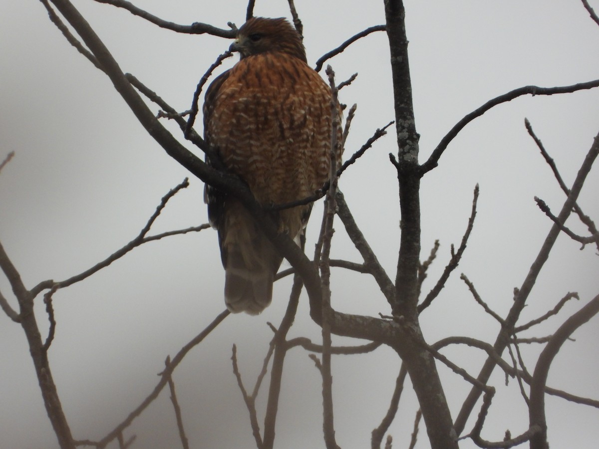 Red-shouldered Hawk - ML646352224