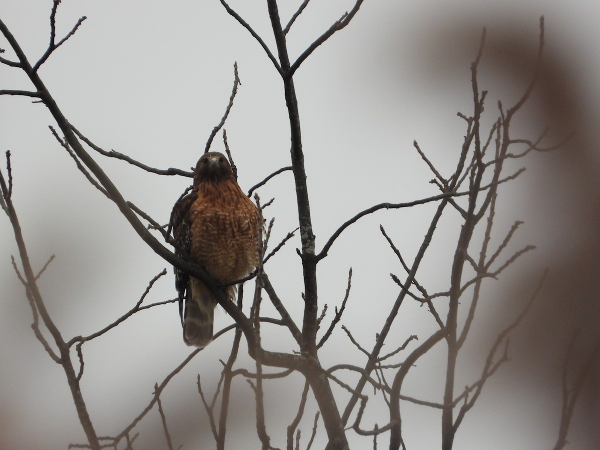 Red-shouldered Hawk - ML646352225