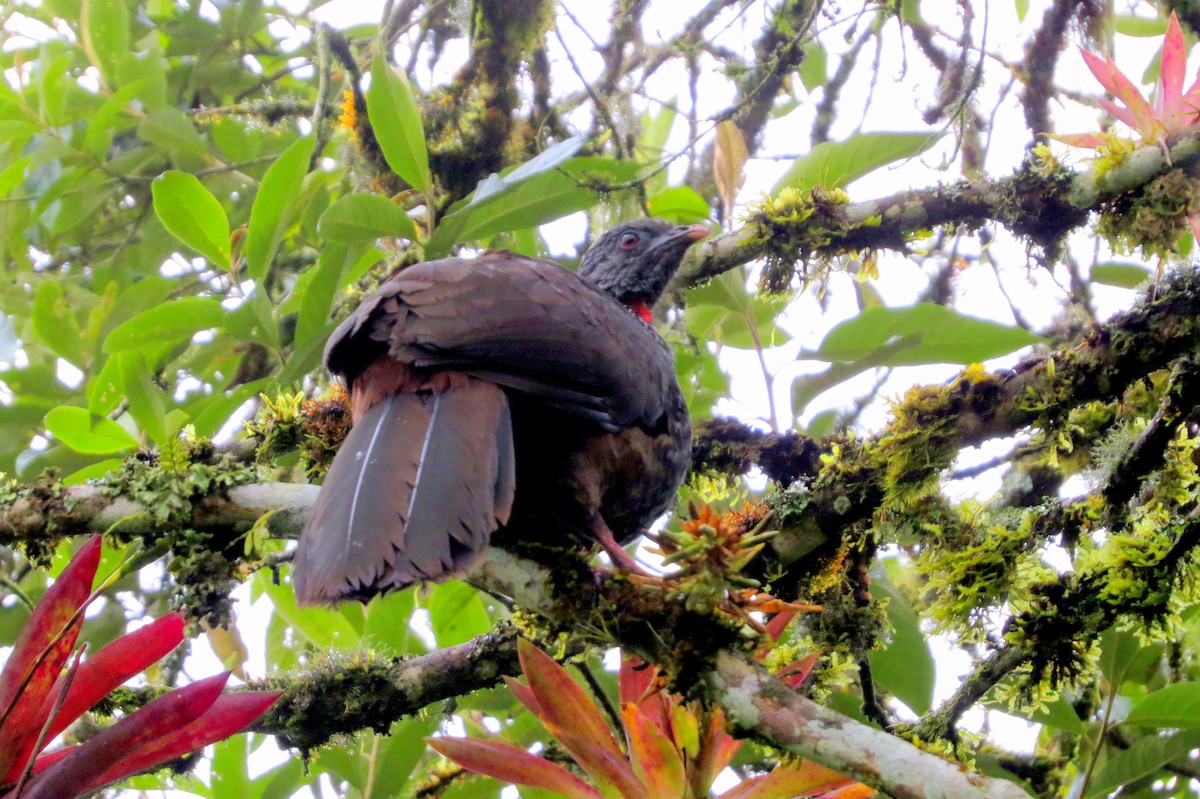 Andean Guan - ML646352226