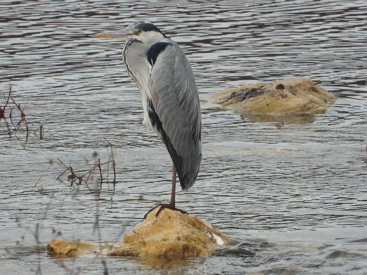 Gray Heron - ML646352227