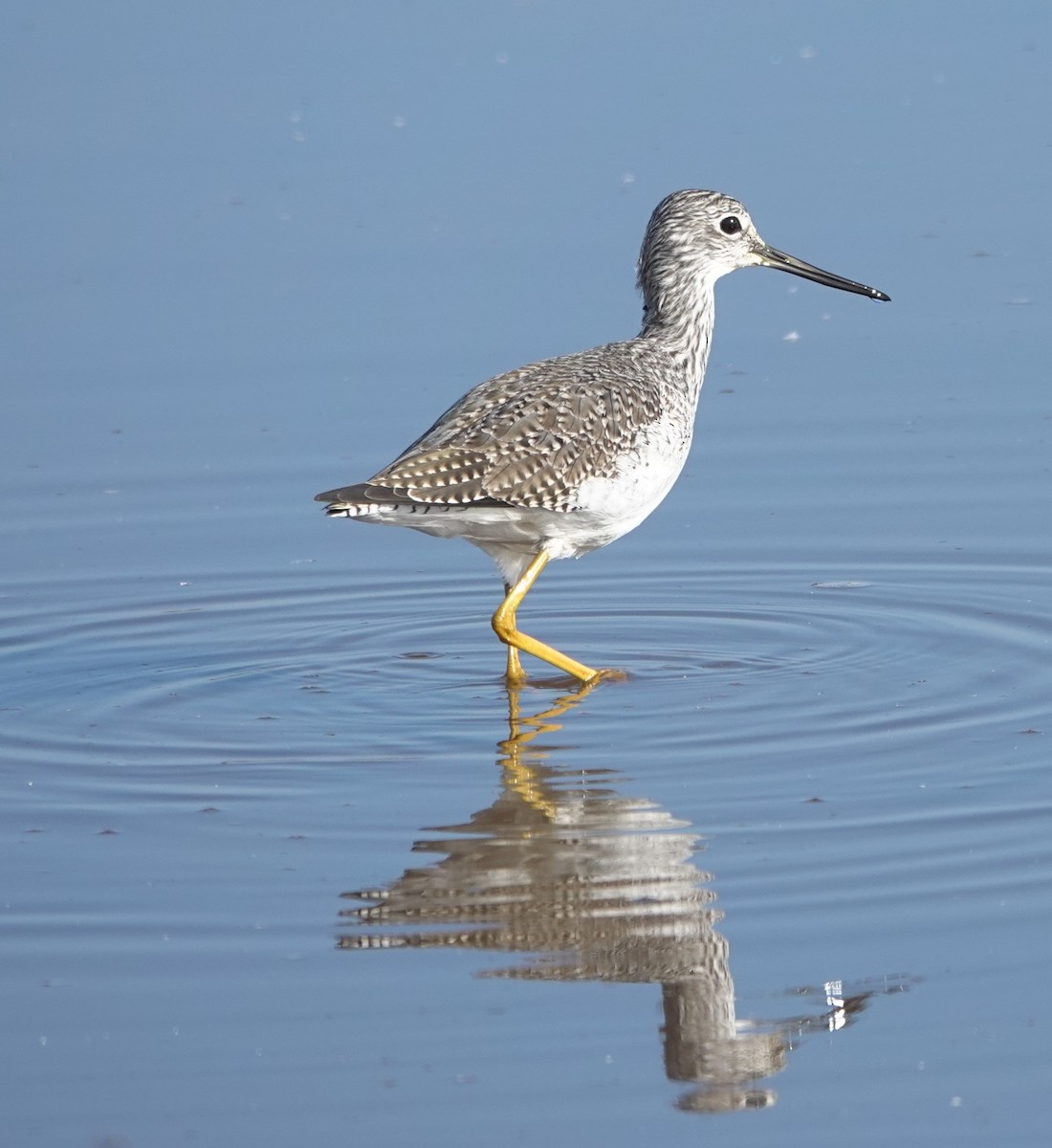 Greater Yellowlegs - ML646352228