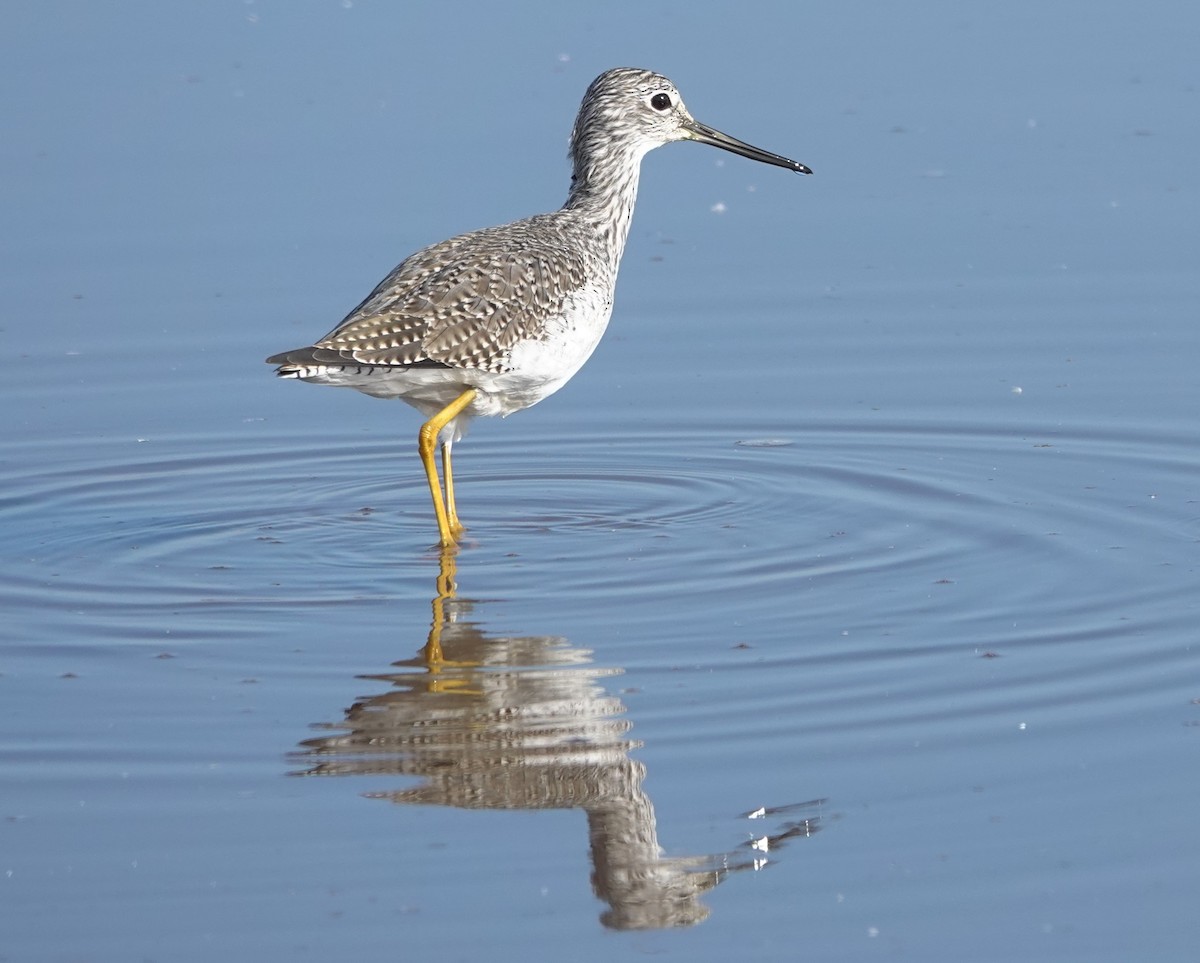 Greater Yellowlegs - ML646352229