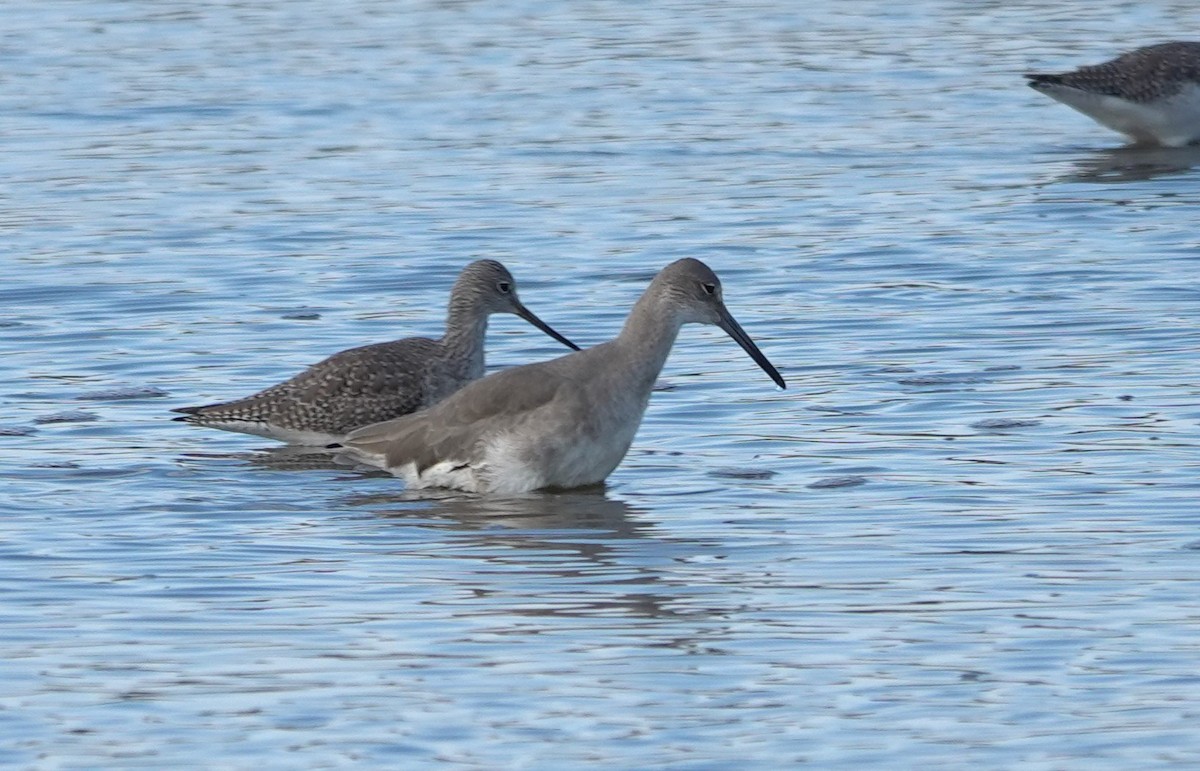 Greater Yellowlegs - ML646352230