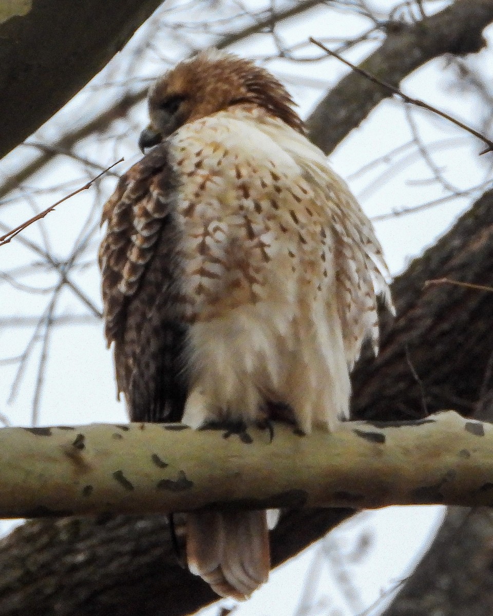 Red-tailed Hawk - ML646352233