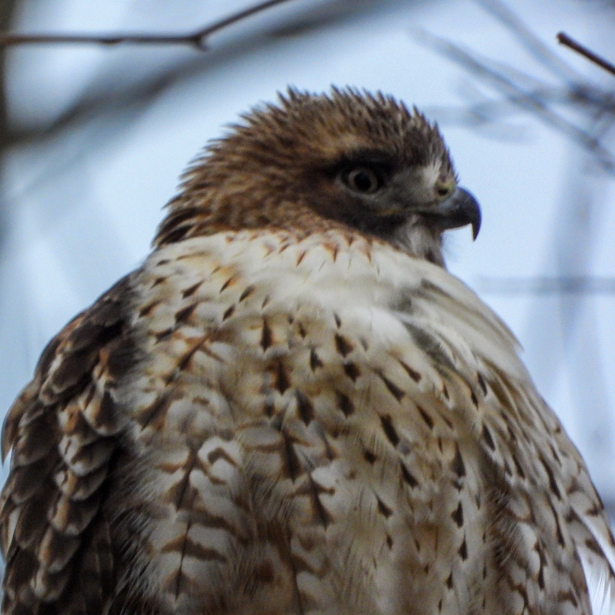 Red-tailed Hawk - ML646352234