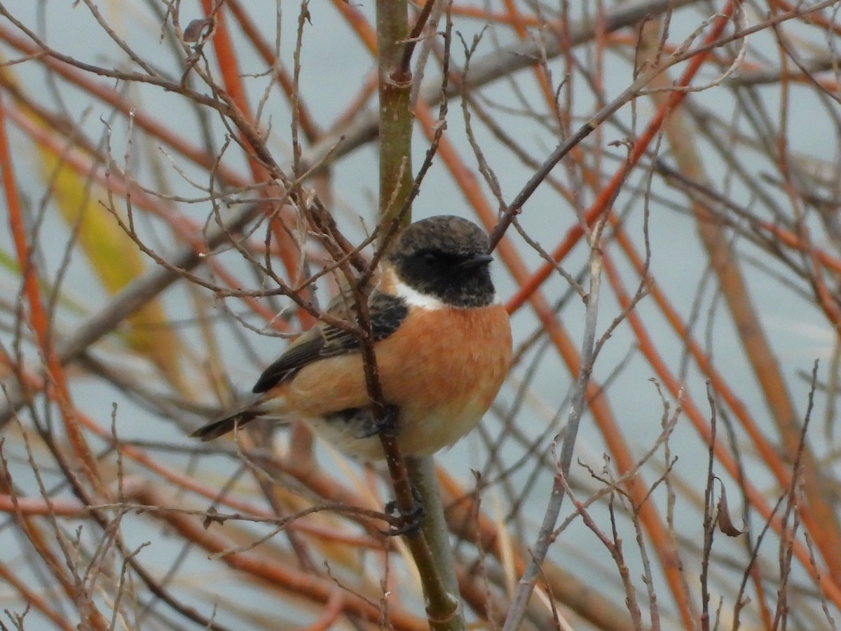 European Stonechat - ML646352235