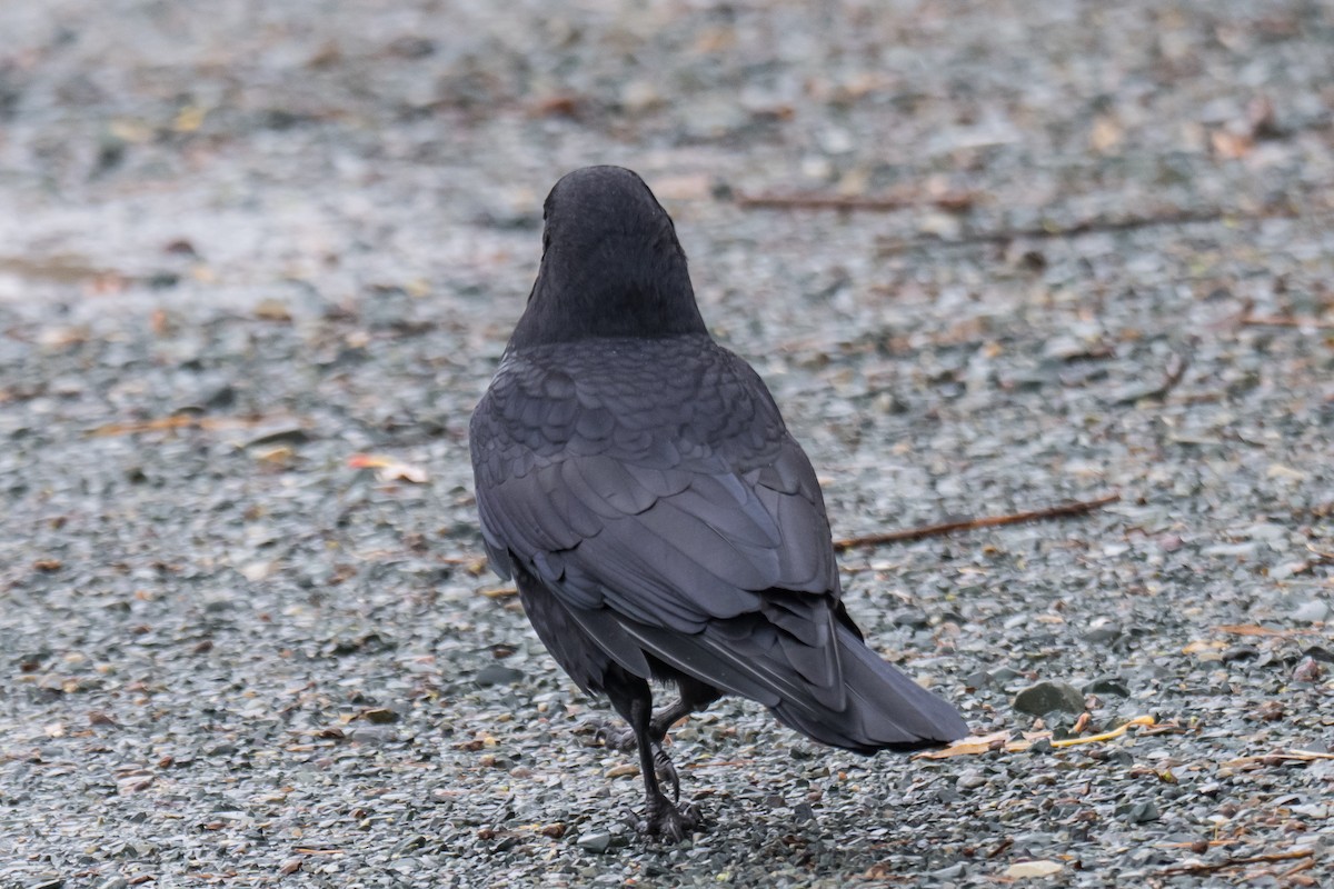 American Crow - ML646352239