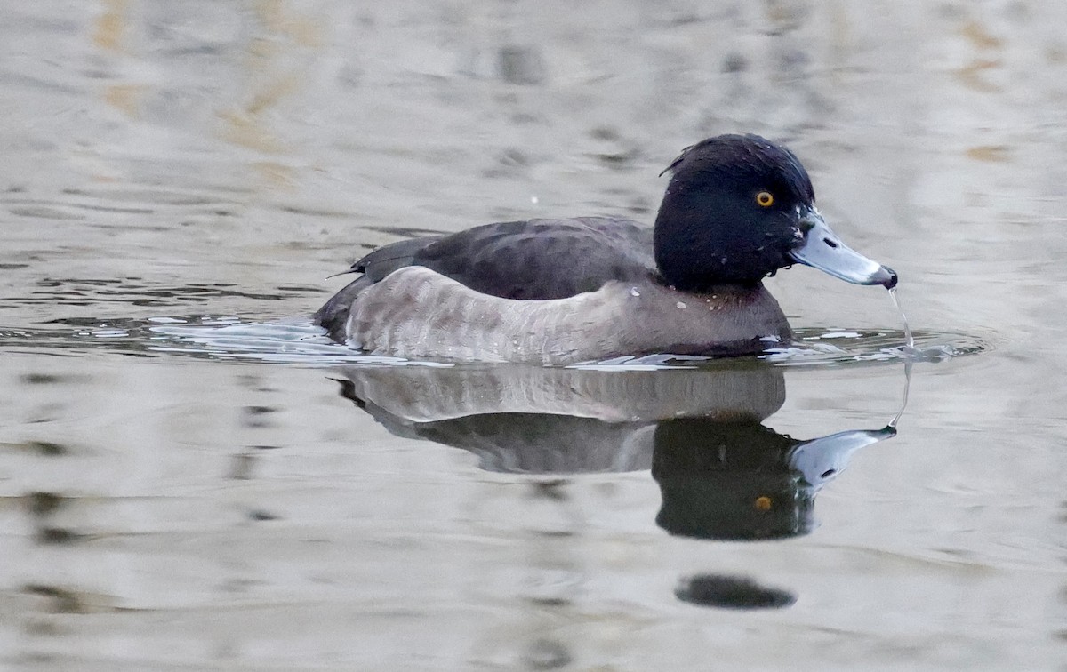 Reiherente - ML646352240