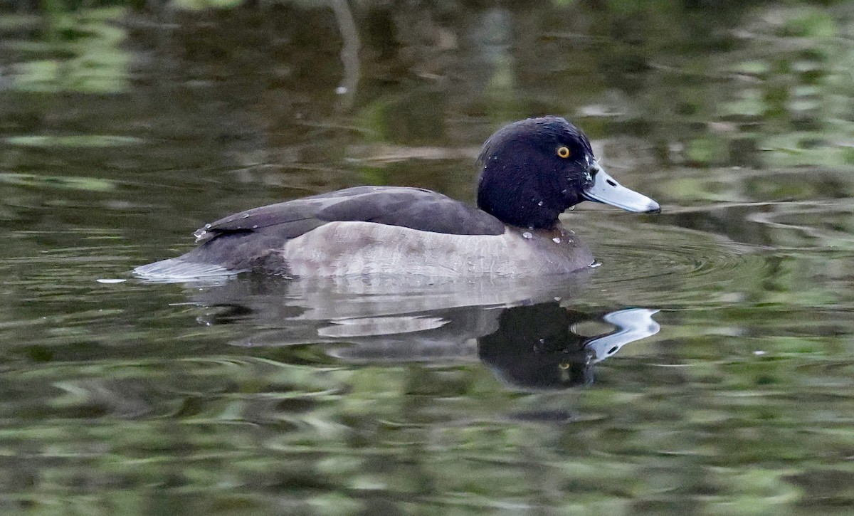 Reiherente - ML646352241