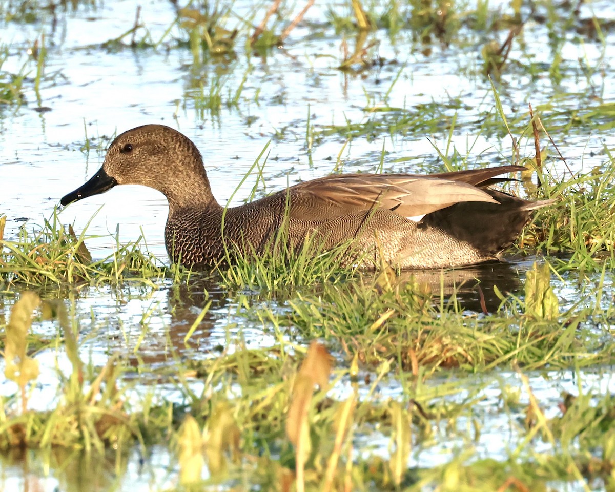 ברווז אפור - ML646352242