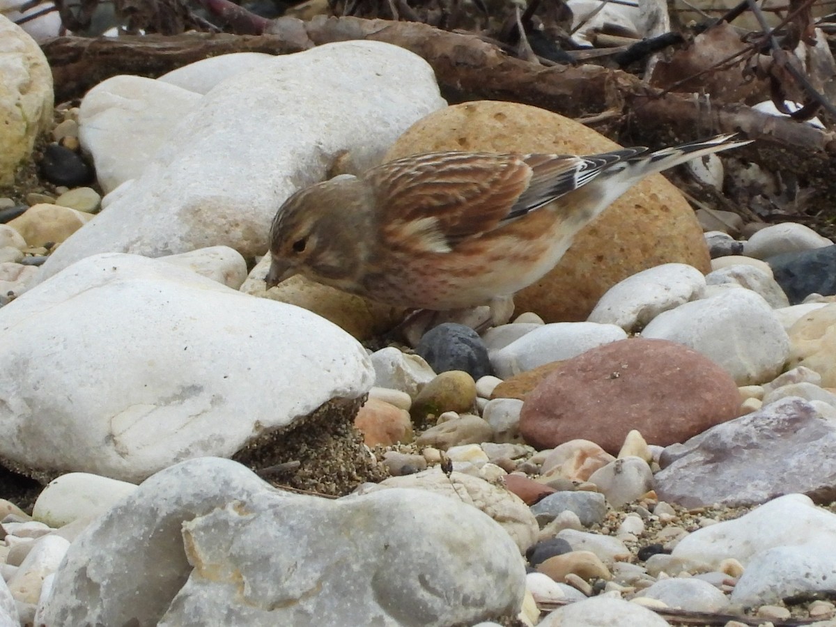 Eurasian Linnet - ML646352245