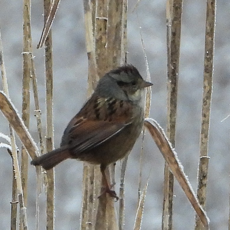 Swamp Sparrow - ML646352251