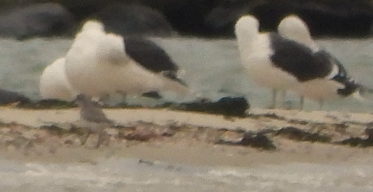 Black-bellied Plover - ML646352253