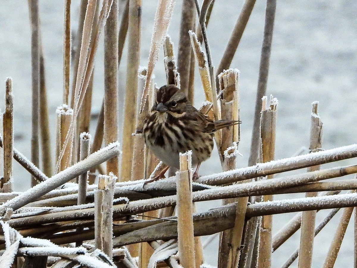 Song Sparrow - ML646352254