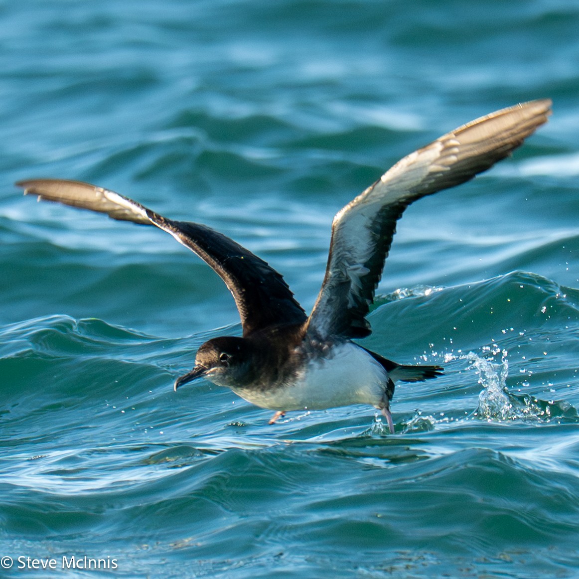 Hutton gabaia - ML646352256