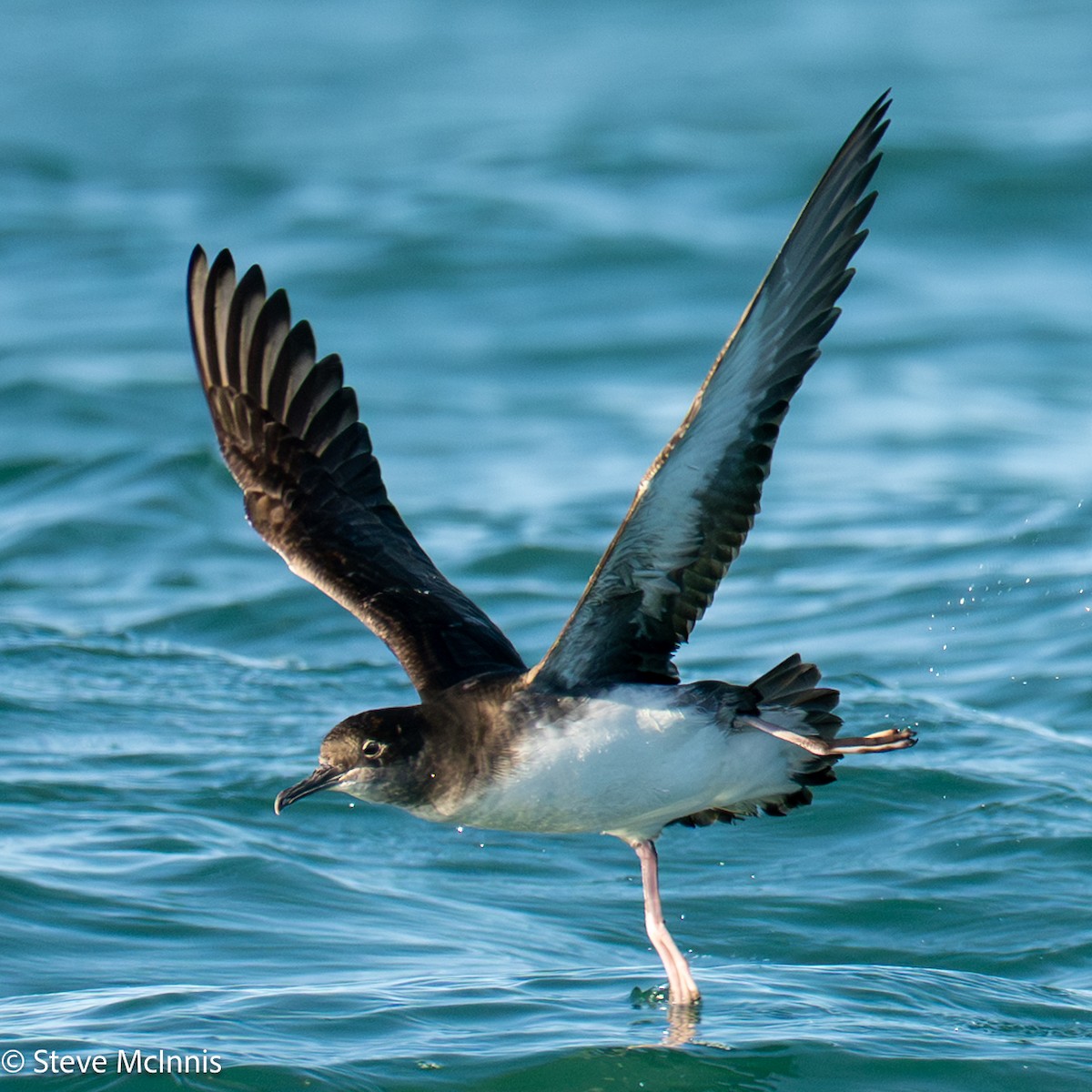 Hutton gabaia - ML646352257