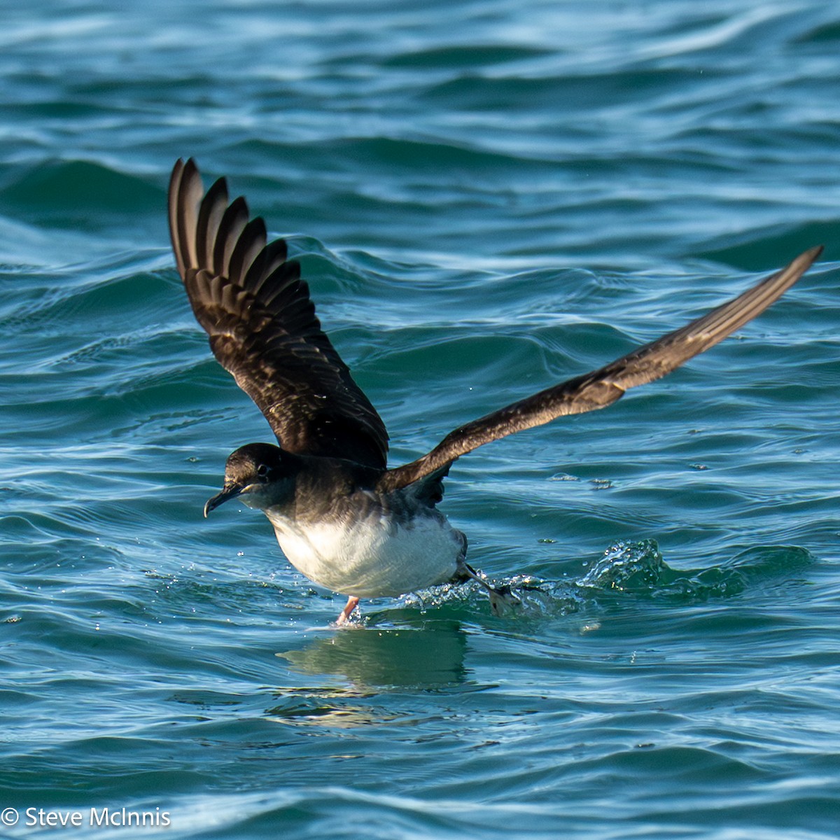 Hutton gabaia - ML646352258