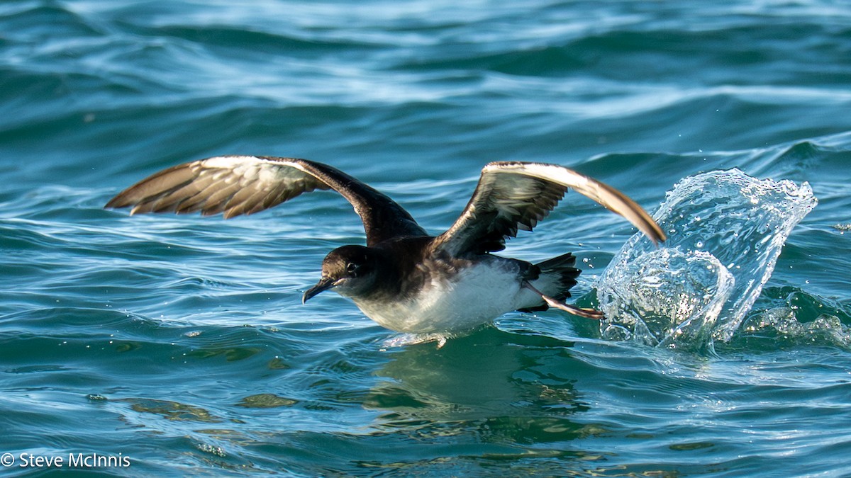 Hutton gabaia - ML646352259