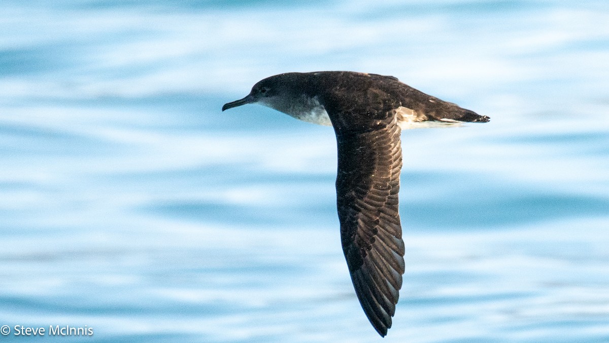 Hutton gabaia - ML646352260