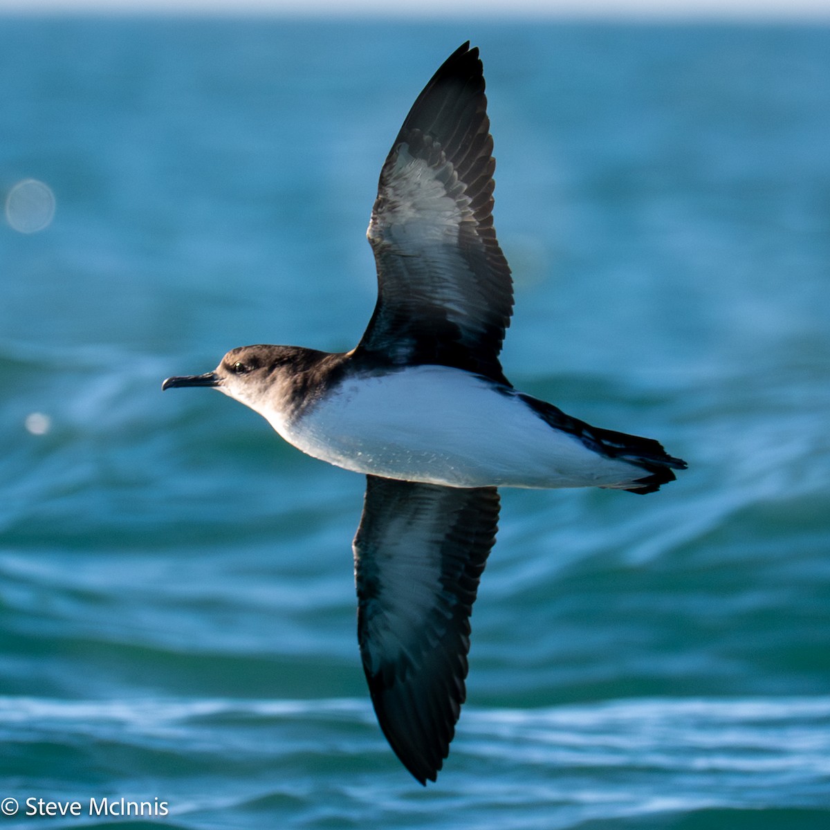 Hutton gabaia - ML646352261