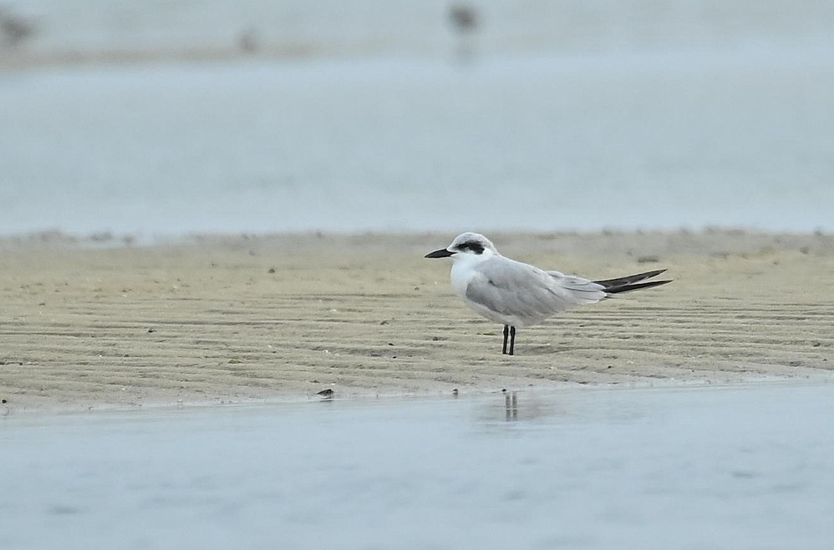 Sterna zampenere - ML646352262