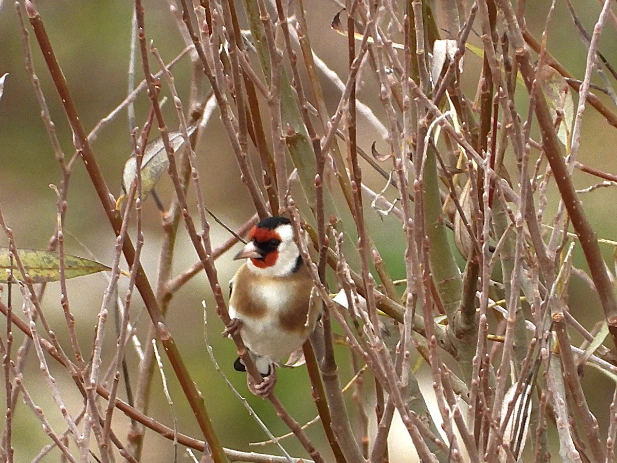 European Goldfinch - ML646352263