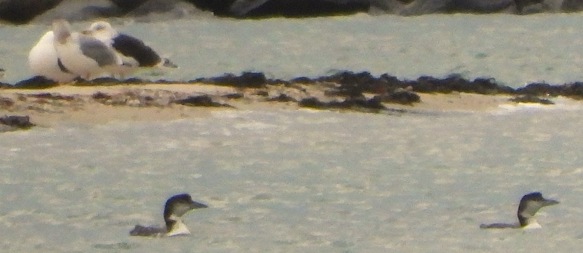 Common Loon - ML646352267