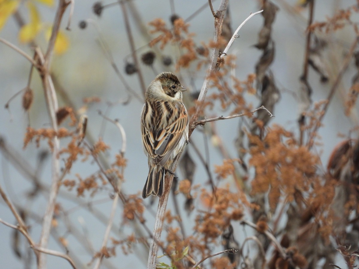 Reed Bunting - ML646352270