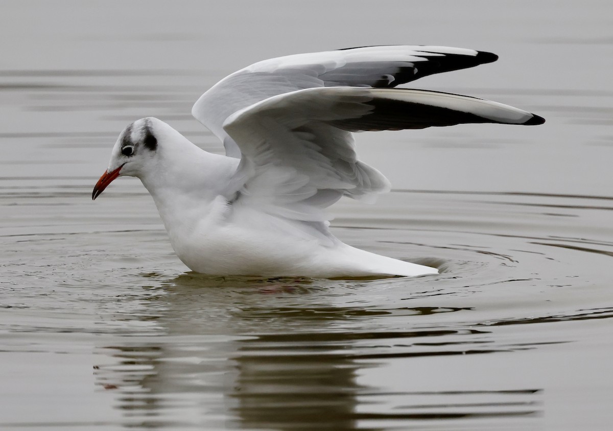 Lachmöwe - ML646352276