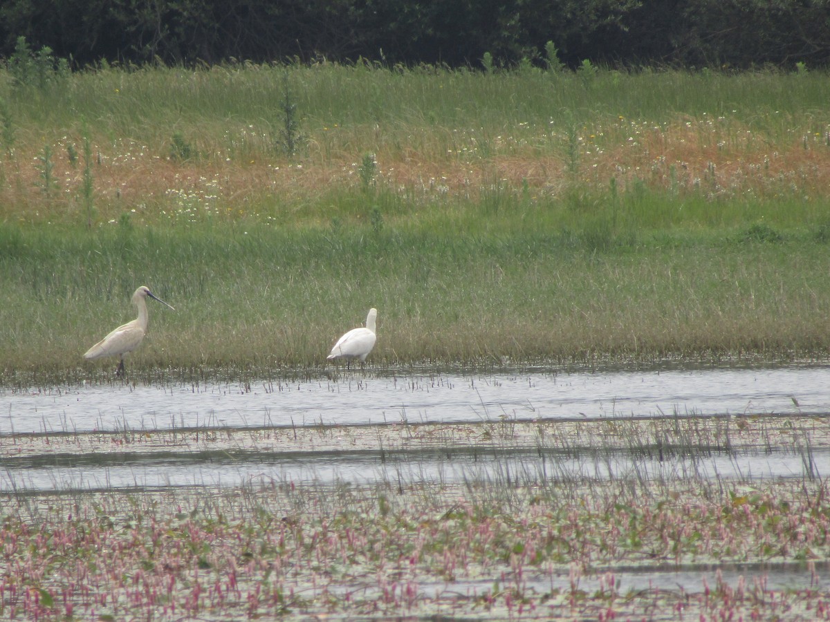 白琵鷺 - ML646352283