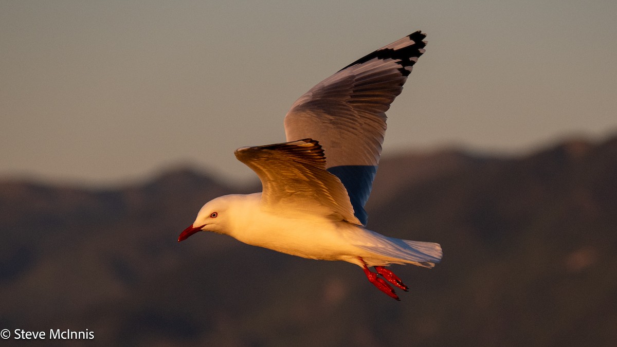 Zilar-antxeta - ML646352285