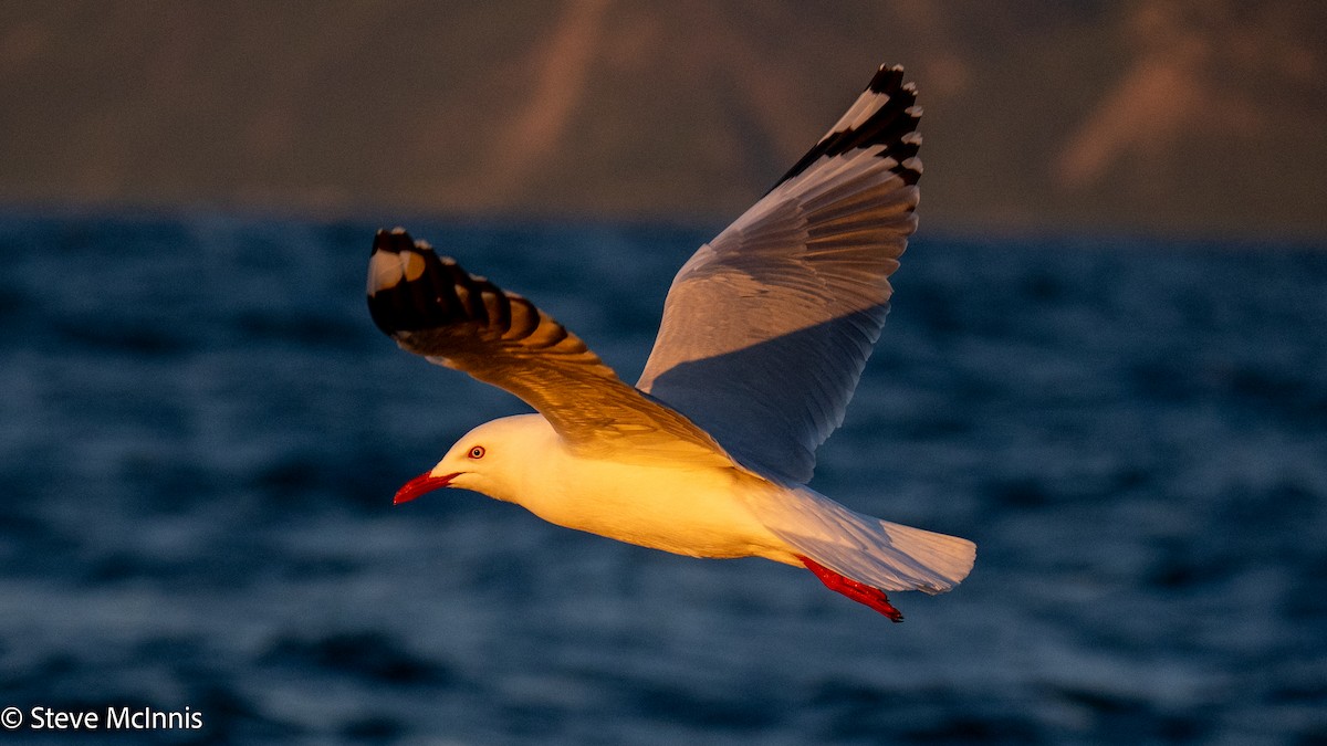 Zilar-antxeta - ML646352286