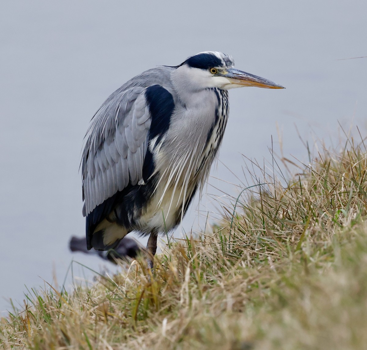 Graureiher - ML646352296