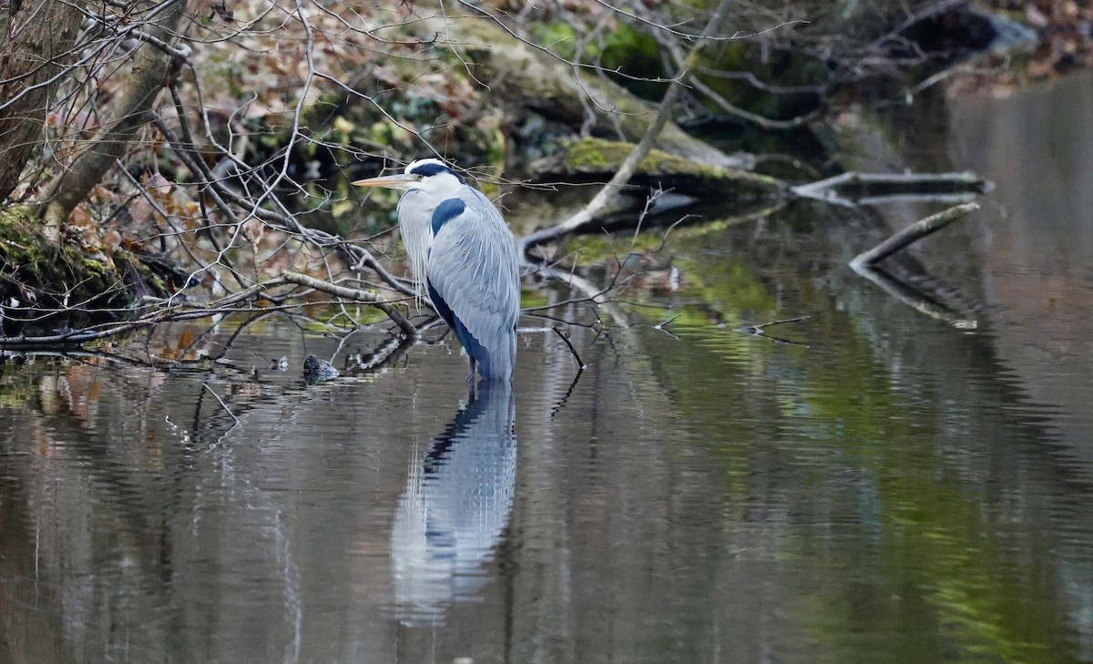 Graureiher - ML646352298