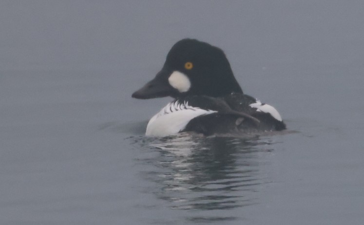 Common Goldeneye - ML646352304