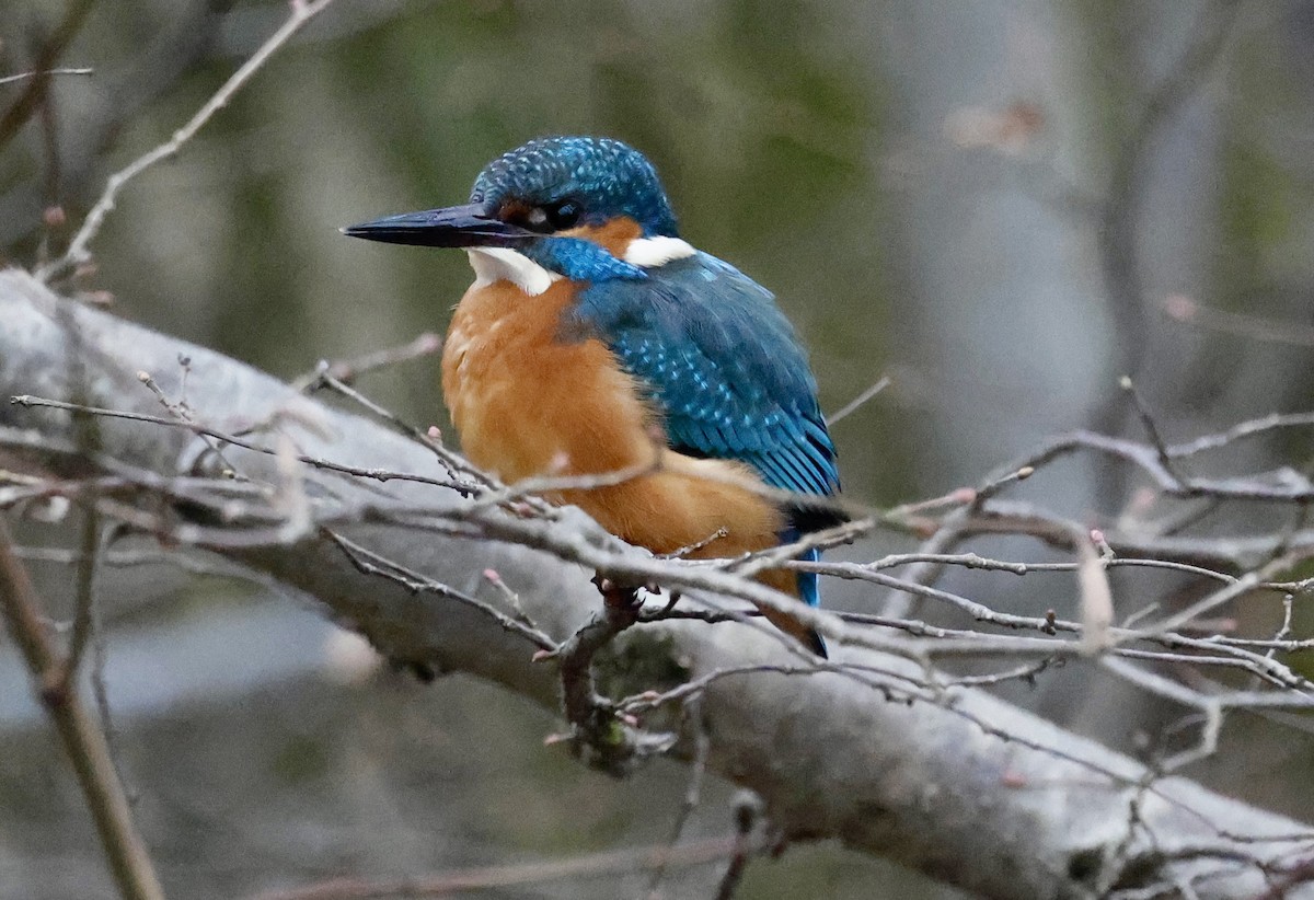 Eisvogel - ML646352307