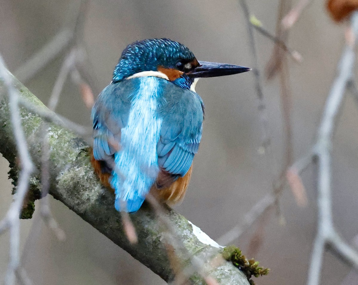 Eisvogel - ML646352308