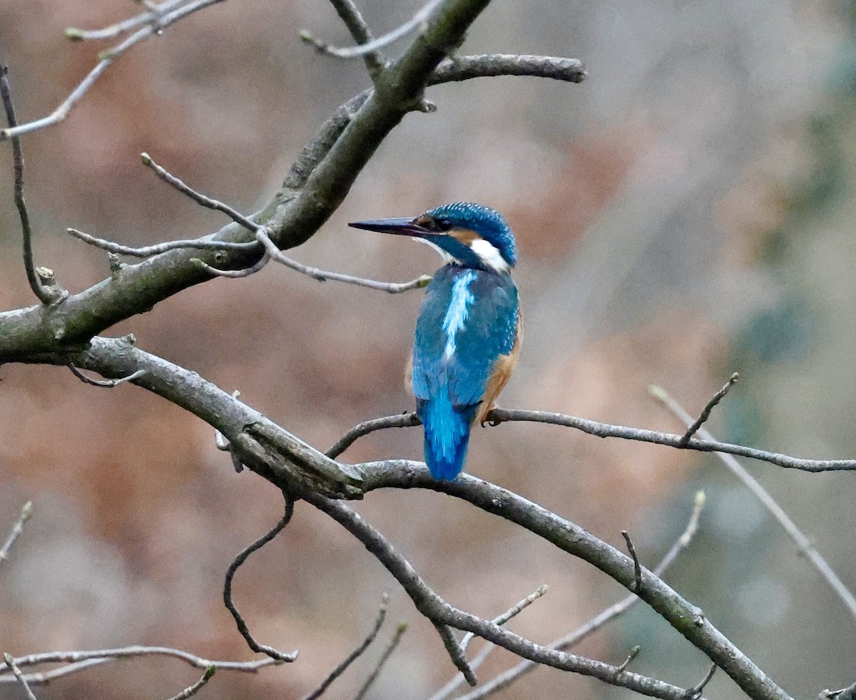 Eisvogel - ML646352309