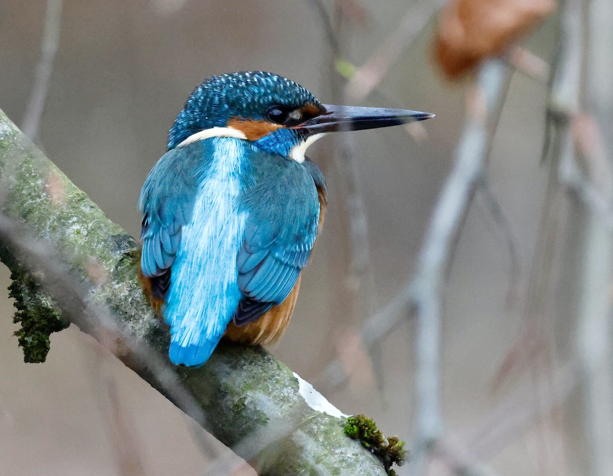 Eisvogel - ML646352310