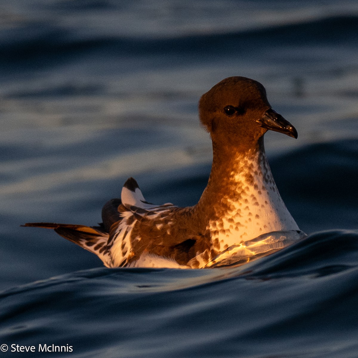 Pintado Petrel (Antarctic) - ML646352311