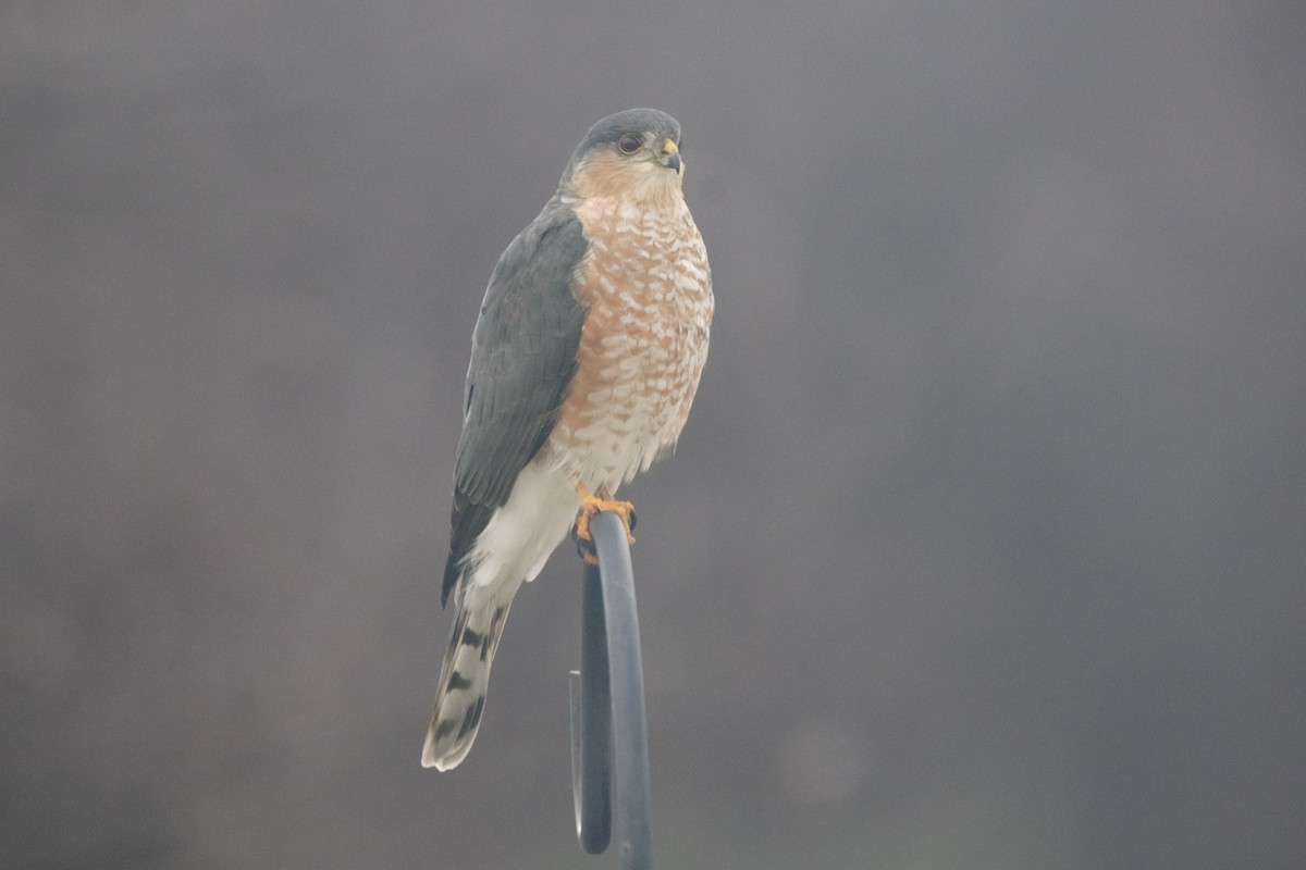 Sharp-shinned Hawk - ML646352315