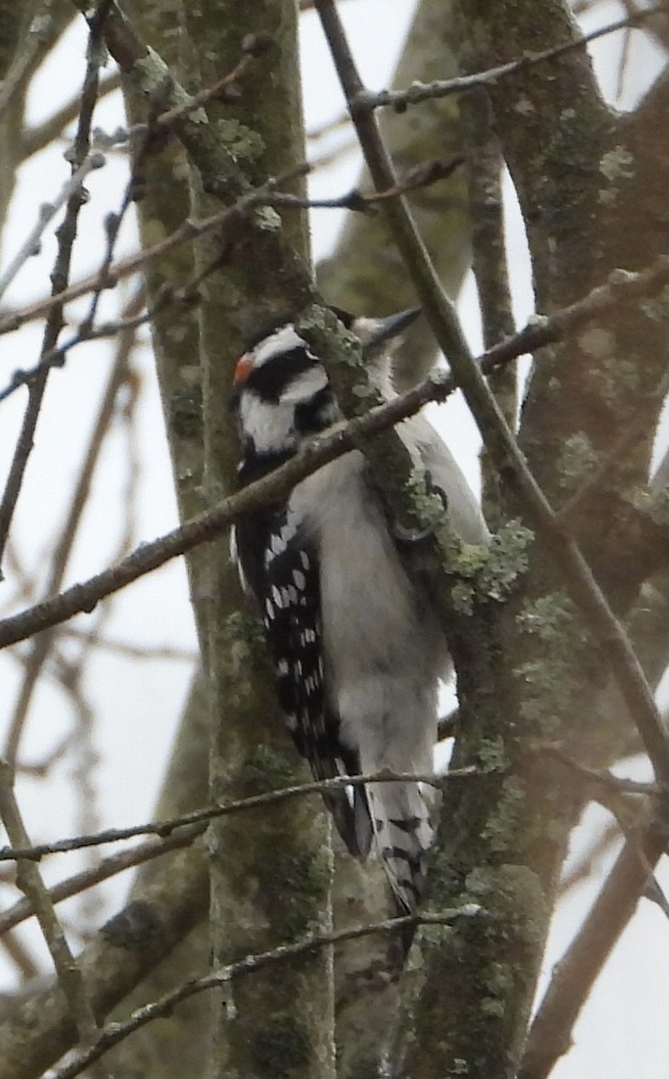 Downy Woodpecker - ML646352316