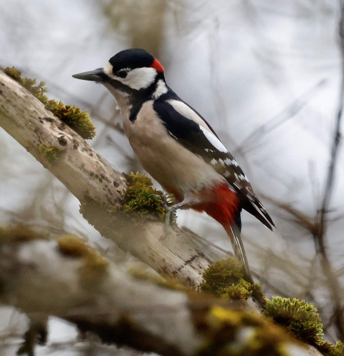 Buntspecht - ML646352320