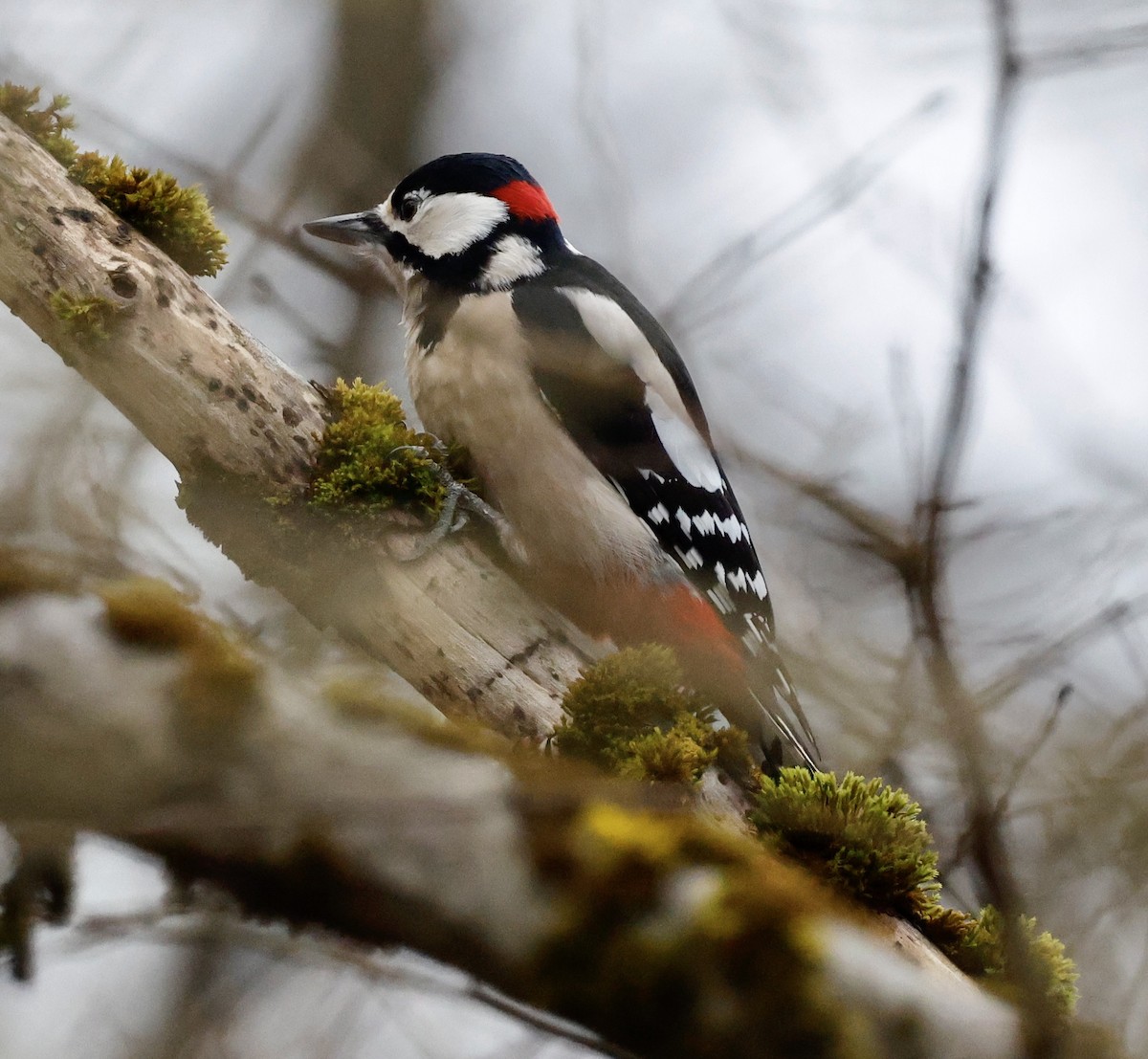 Buntspecht - ML646352321