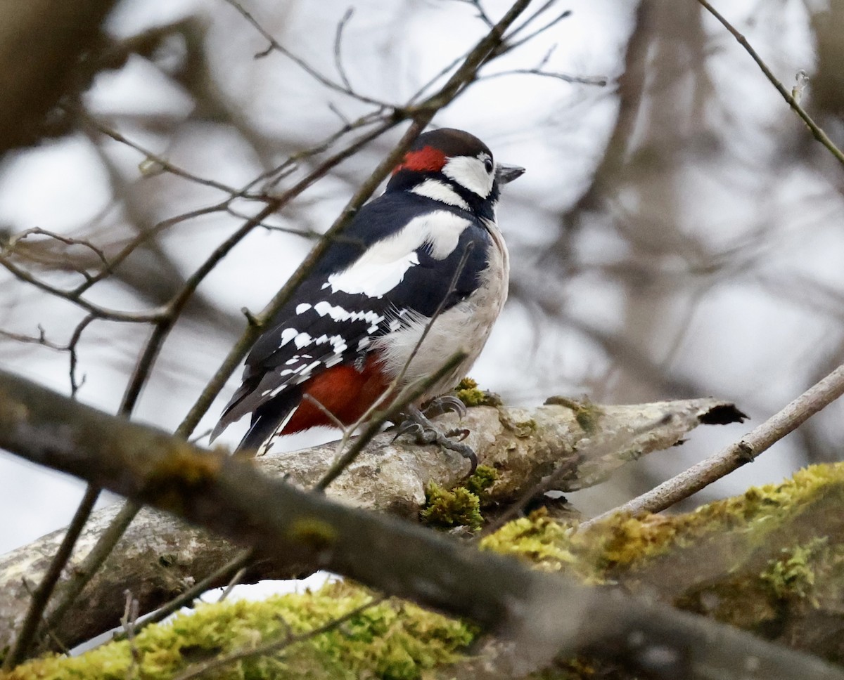 Buntspecht - ML646352322