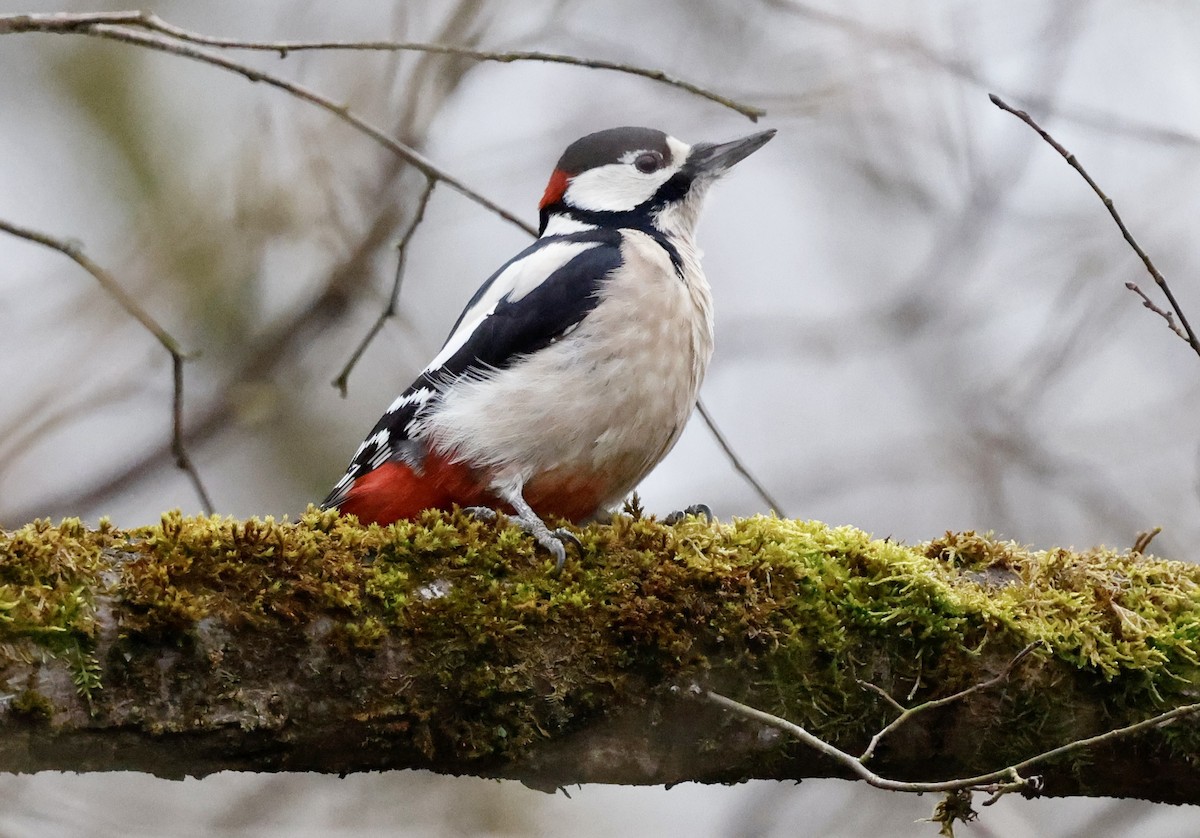 Buntspecht - ML646352323