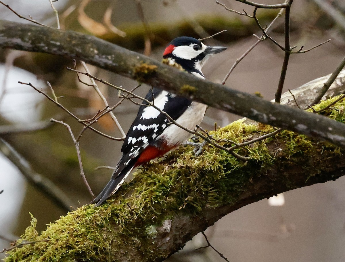 Buntspecht - ML646352324