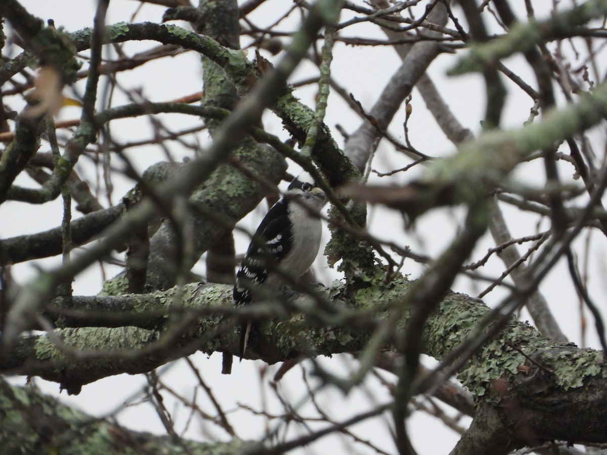 Hairy Woodpecker - ML646352326