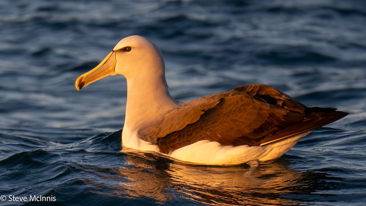 Salvin albatrosa - ML646352327