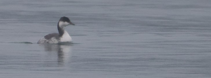 Txilinporta urrebelarria - ML646352328